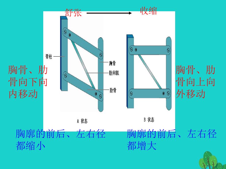 山东省邹平县实验中学七年级生物下册 3.3.3 物质运输的途径课件 （新版）济南版_第1页