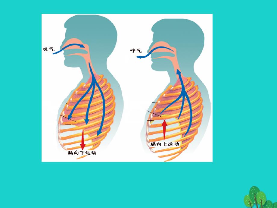 山东省邹平县实验中学七年级生物下册 3.3.3 物质运输的途径课件 （新版）济南版_第2页