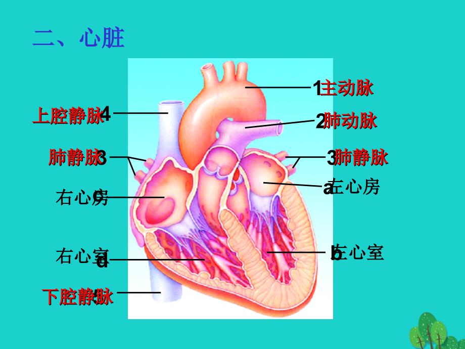 山东省邹平县实验中学七年级生物下册 3.3.3 物质运输的途径课件 （新版）济南版_第4页