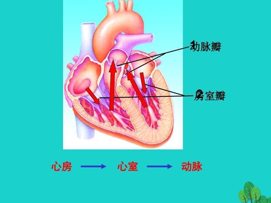 山东省邹平县实验中学七年级生物下册 3.3.3 物质运输的途径课件 （新版）济南版_第5页