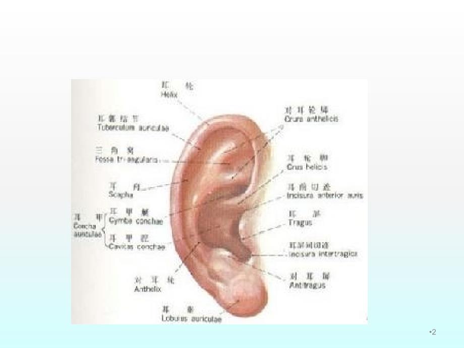 耳廓假性囊肿ppt课件_第2页