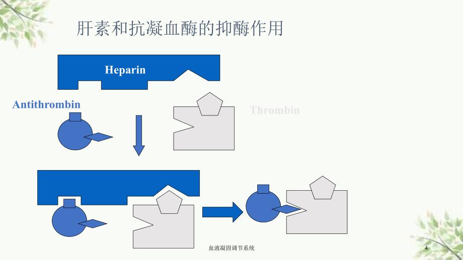 血液凝固调节系统课件_第4页