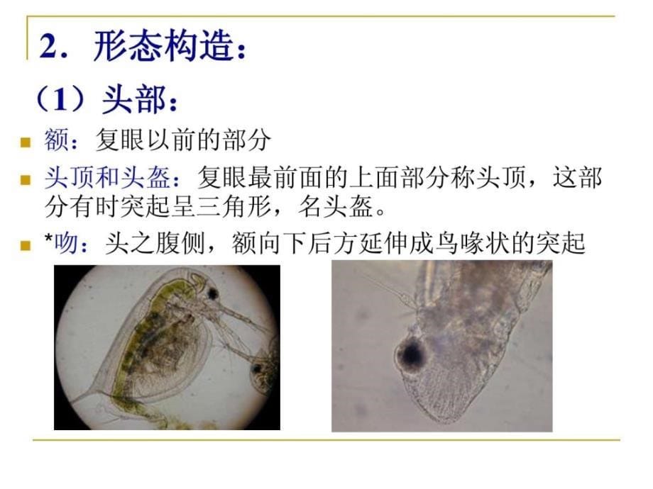 水生生物学枝角类.ppt_第5页