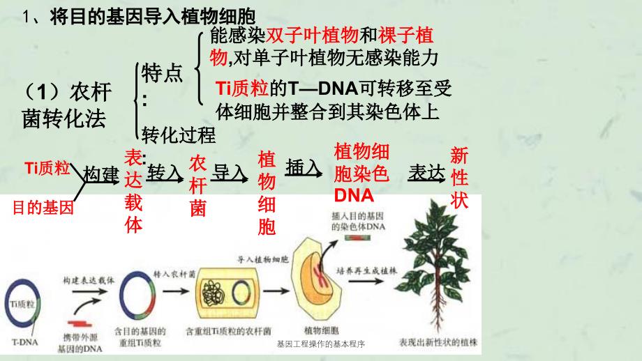 基因工程操作的基本程序课件_第4页