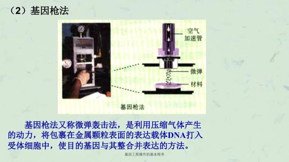 基因工程操作的基本程序课件_第5页