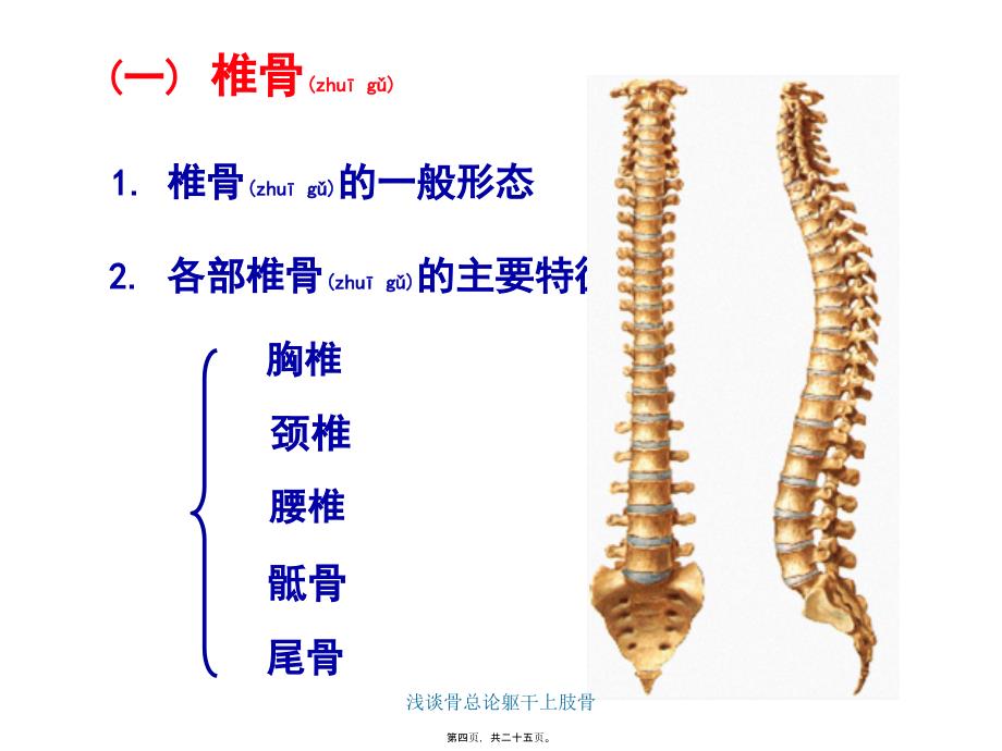 浅谈骨总论躯干上肢骨课件_第4页