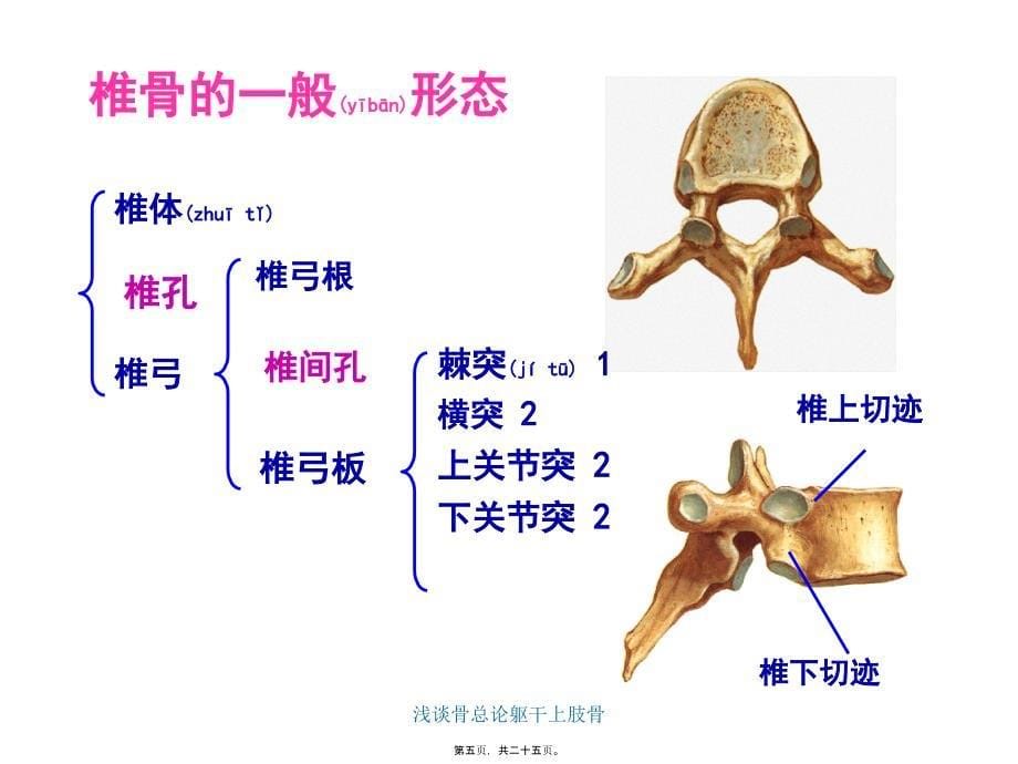 浅谈骨总论躯干上肢骨课件_第5页