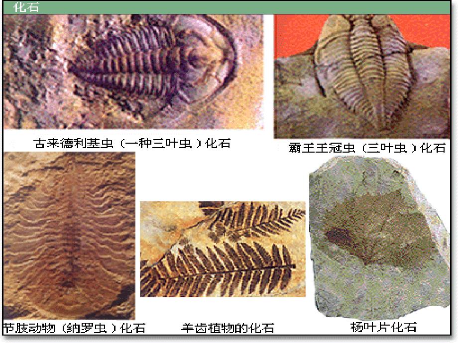 人教版小学语文二年级上册《活化石》PPT课件2_第3页