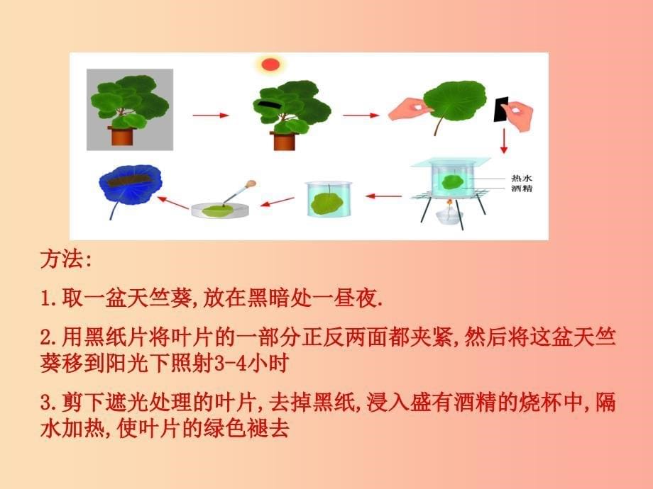 七年级生物上册3.4.1植物的光合作用课件新版苏科版.ppt_第5页