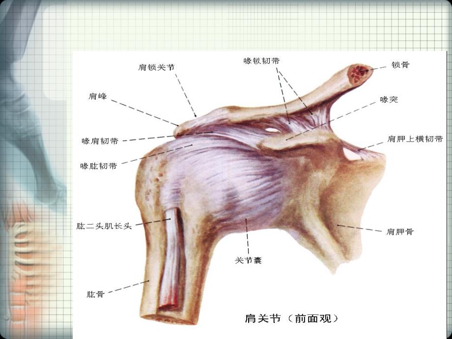 偏瘫性肩痛ppt课件_第2页