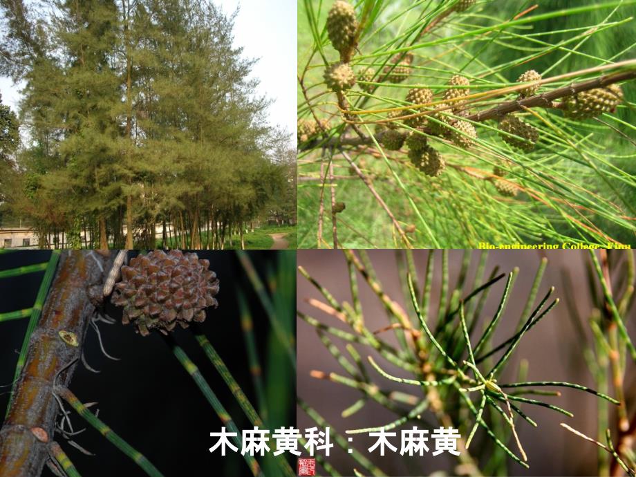 植物学教学课件：双子叶植物1_第2页