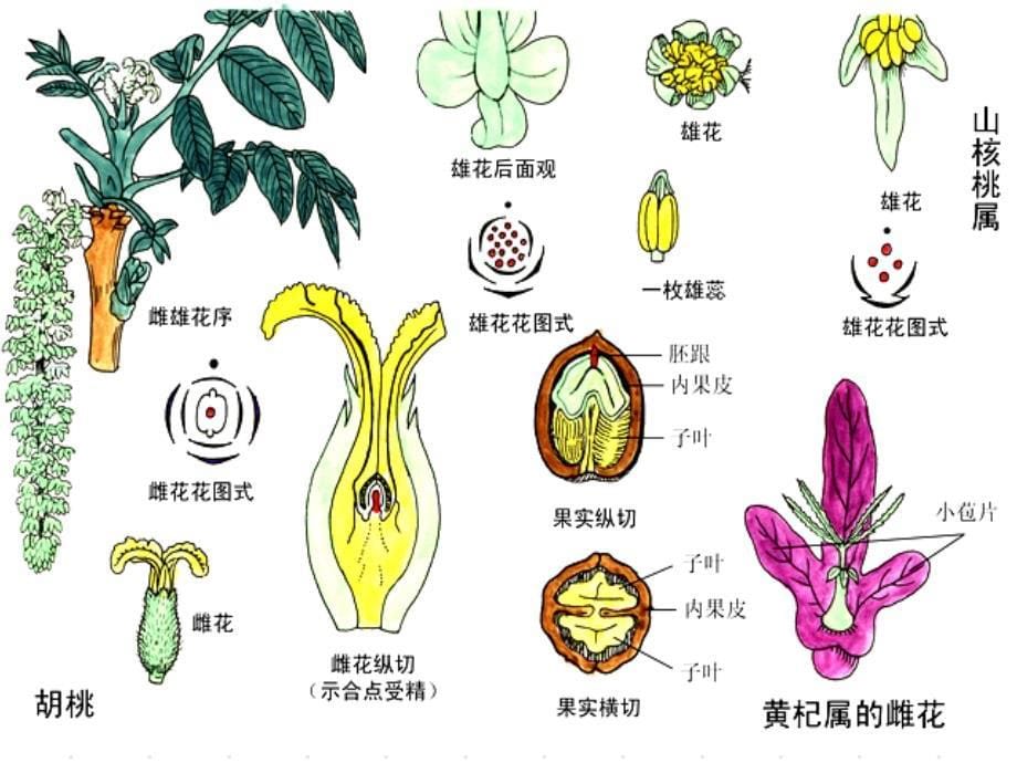 植物学教学课件：双子叶植物1_第5页