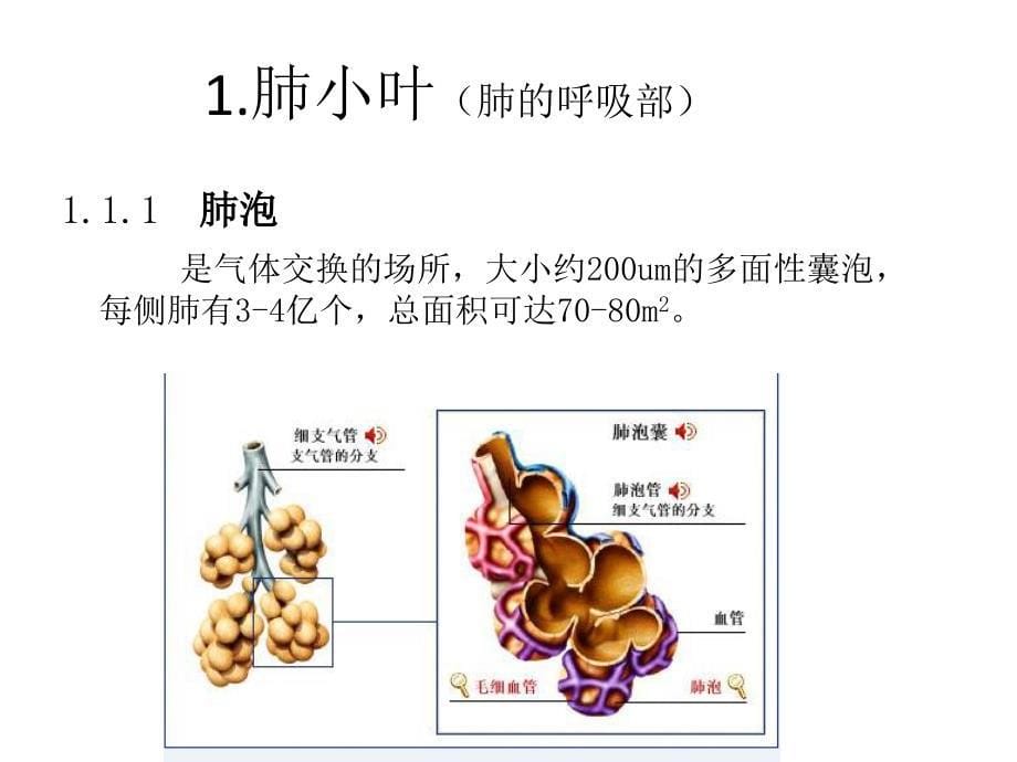 肺小叶HRCT表现_第5页