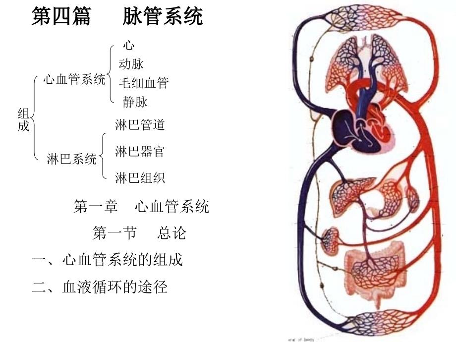 心脏及脉管系统解剖图谱_第1页