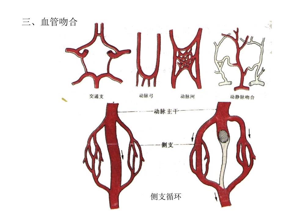 心脏及脉管系统解剖图谱_第2页