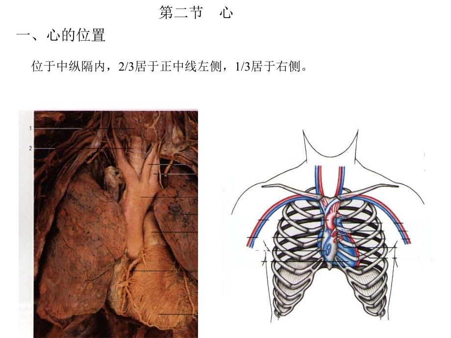 心脏及脉管系统解剖图谱_第3页