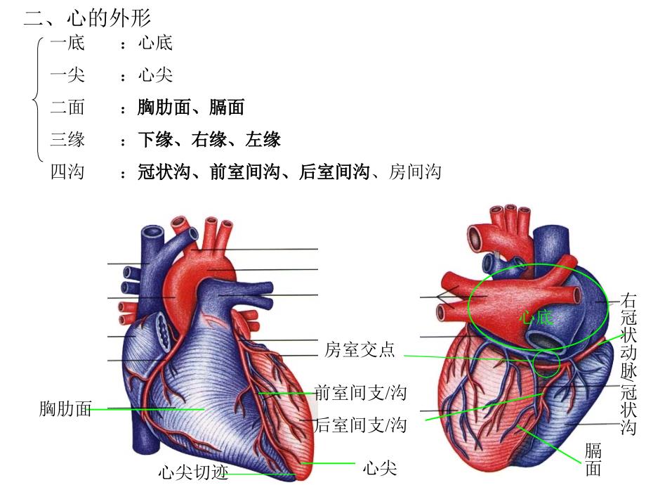 心脏及脉管系统解剖图谱_第4页