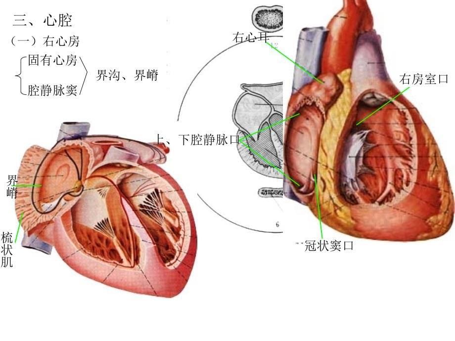 心脏及脉管系统解剖图谱_第5页