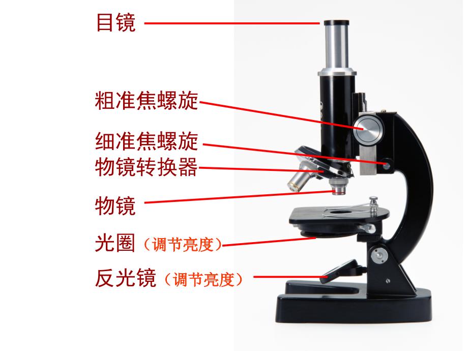 显微镜的使用、三大有机物鉴定_第3页