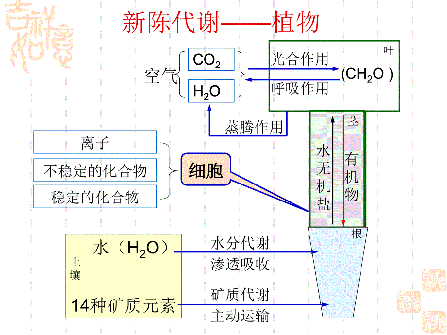 利用图表进行生物复习(精)_第4页