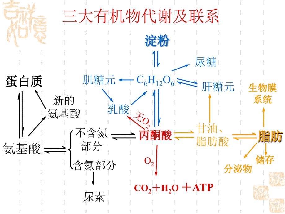 利用图表进行生物复习(精)_第5页