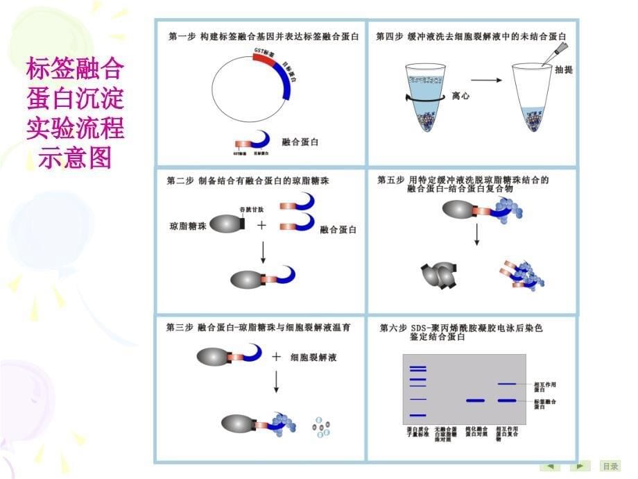 分子生物学课件：第20章 常用分子生物学技术的原理及应用_第5页