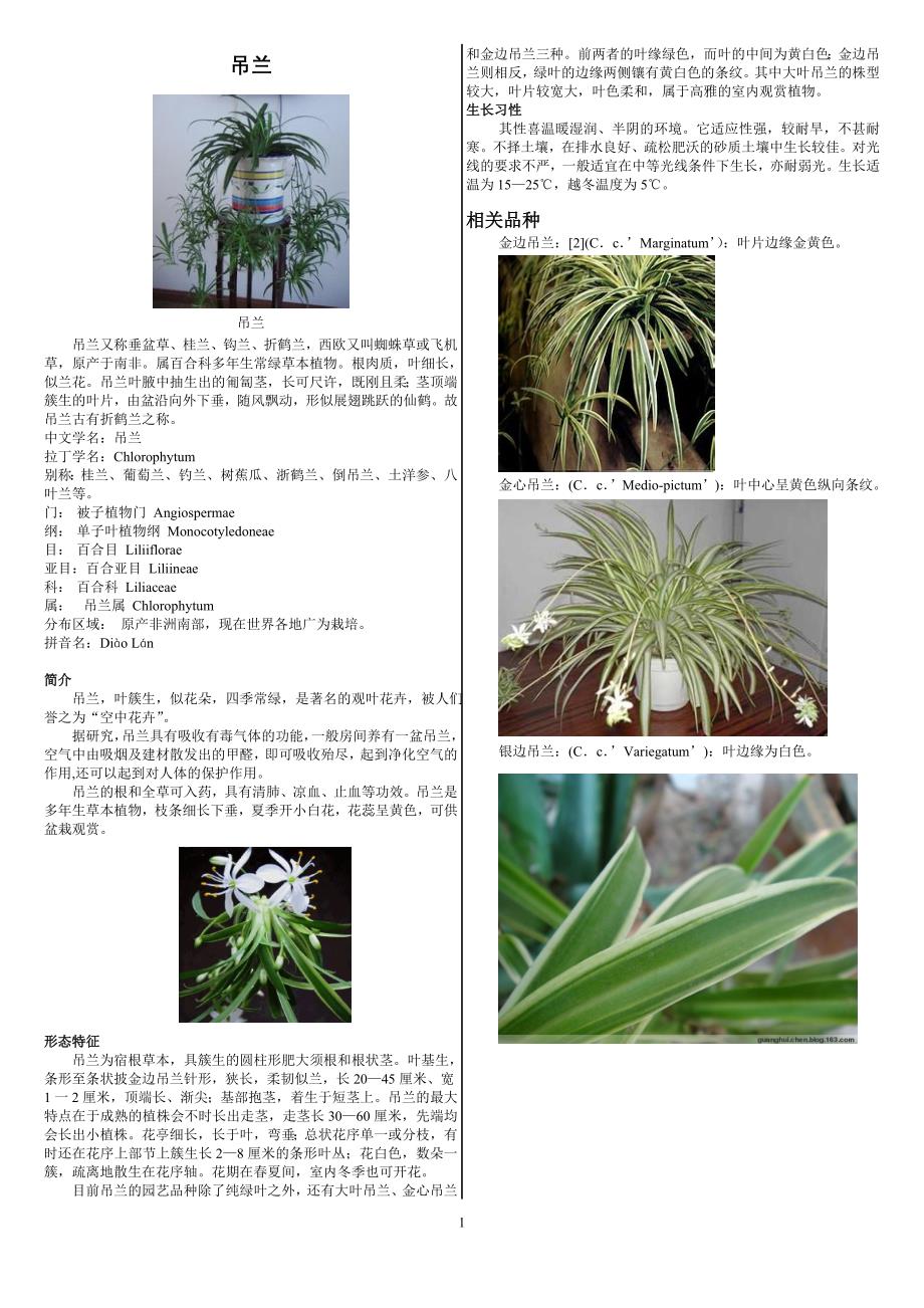 吊兰之WORD打印版~!.doc_第1页