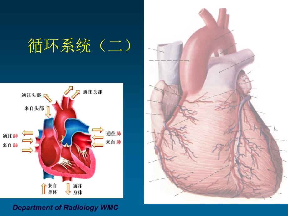 《医学影像学》实验课件（临床专业）：教学片8-循环系统2_第1页