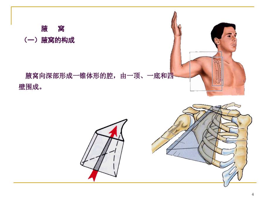 高级局部解剖腋窝ppt课件_第4页