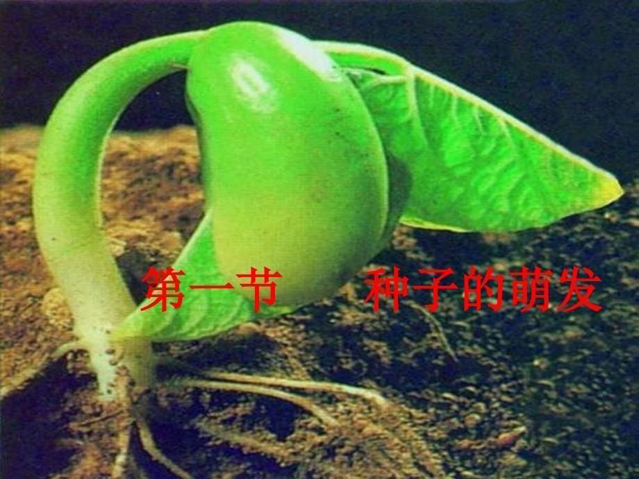 七年级生物《种子的萌发》课件剖析_第5页