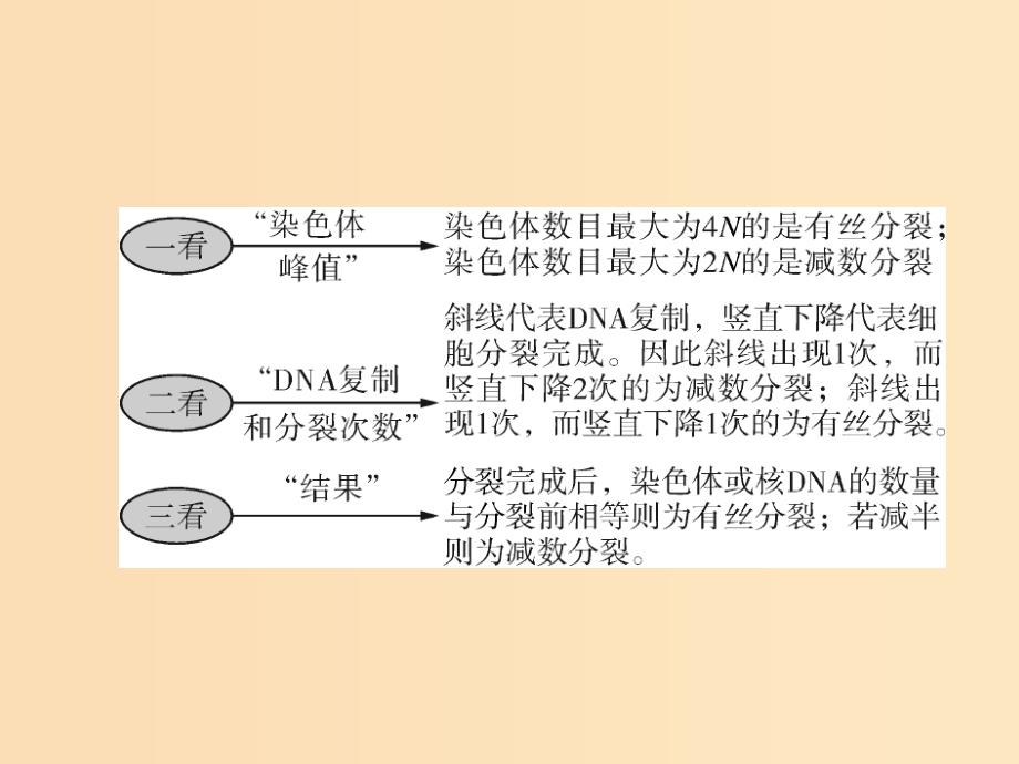 2019版高考生物一轮总复习 第2章 基因和染色体的关系 小专题五 减数分裂和有丝分裂题型突破课件 必修2.ppt_第3页