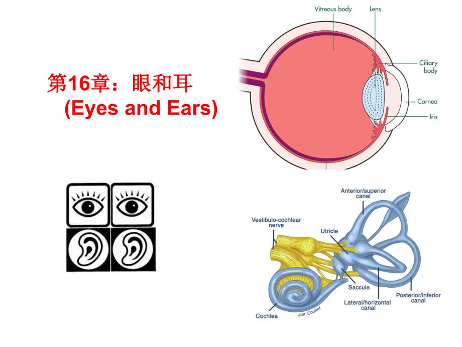 组织学与胚胎学：16眼和耳_第1页