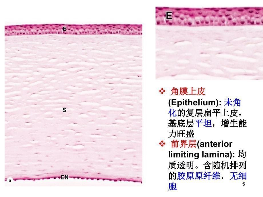 组织学与胚胎学：16眼和耳_第5页