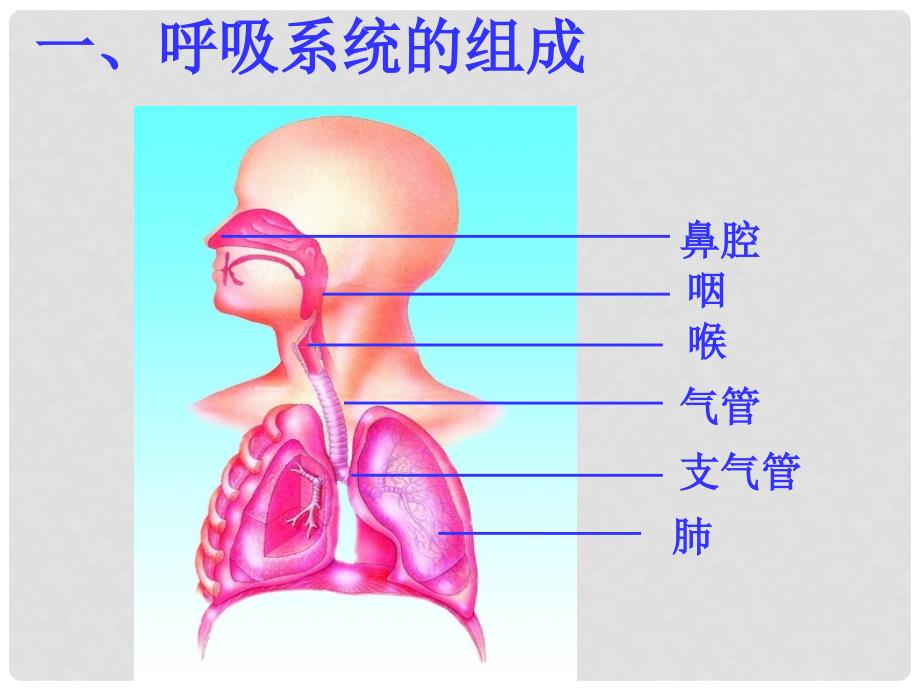 山东省泰安市新泰七年级生物下册 第三章 人体的呼吸复习课件 新人教版_第3页