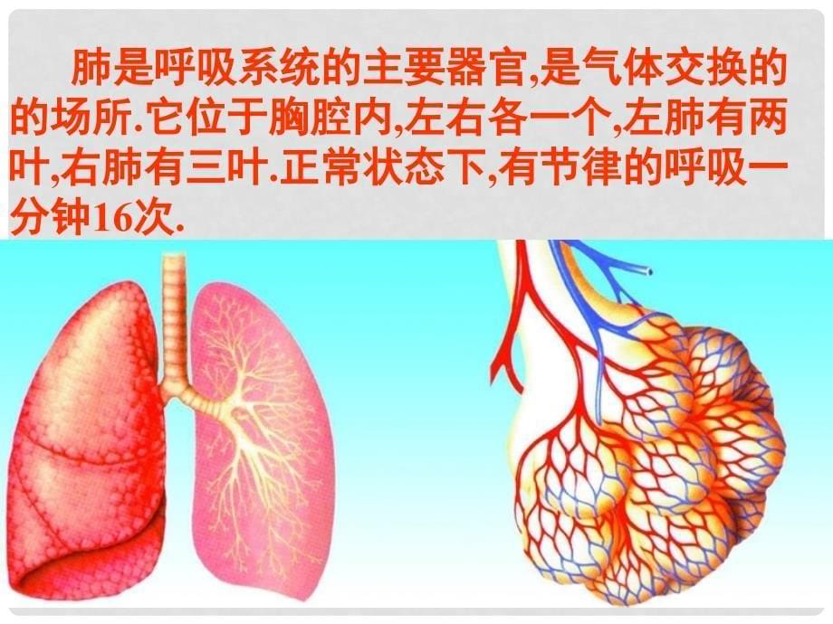 山东省泰安市新泰七年级生物下册 第三章 人体的呼吸复习课件 新人教版_第5页