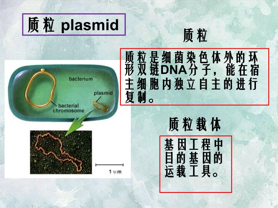 综合性实验一质粒DNA的小量制备和电泳鉴定_第3页