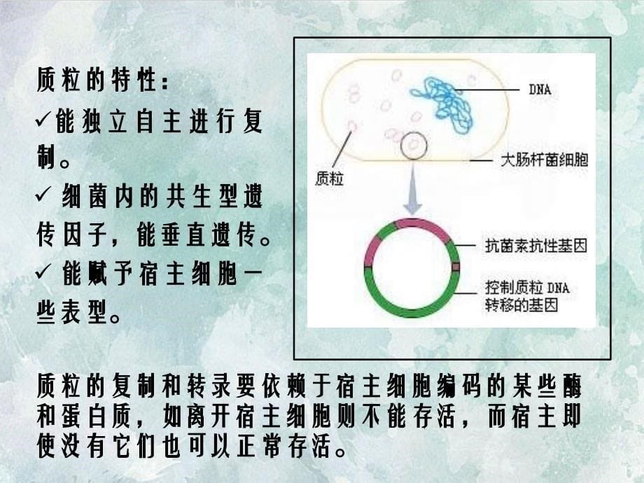 综合性实验一质粒DNA的小量制备和电泳鉴定_第5页