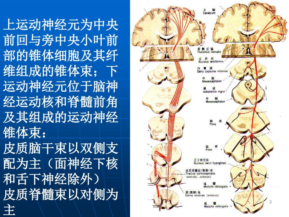 神经系统定位诊断ppt课件_第2页