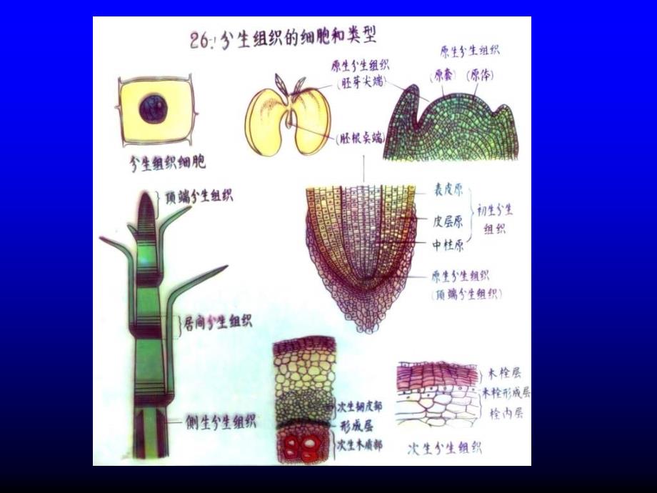 植物学课件：第2章 植物的组织_第4页