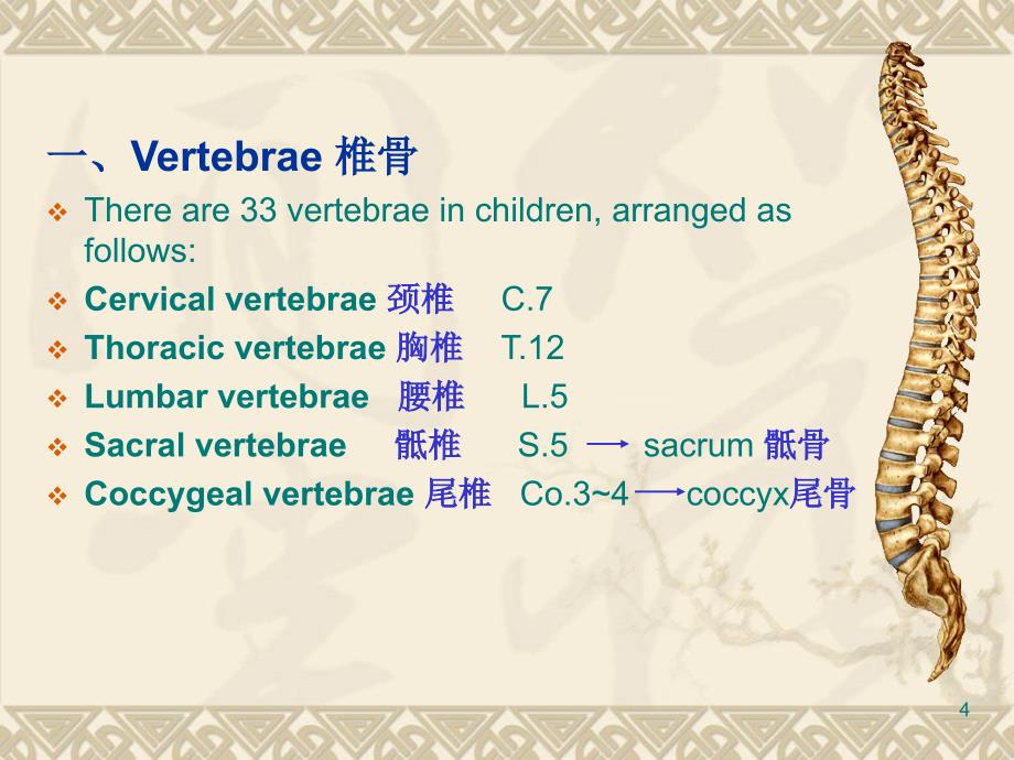 脊柱解剖结构图解ppt课件_第4页