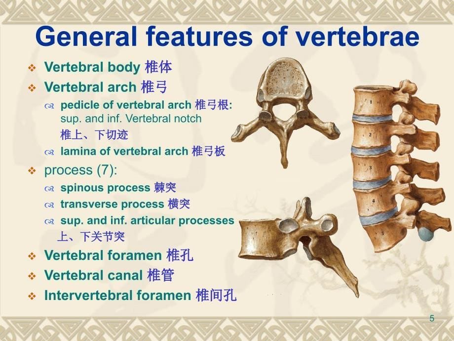 脊柱解剖结构图解ppt课件_第5页