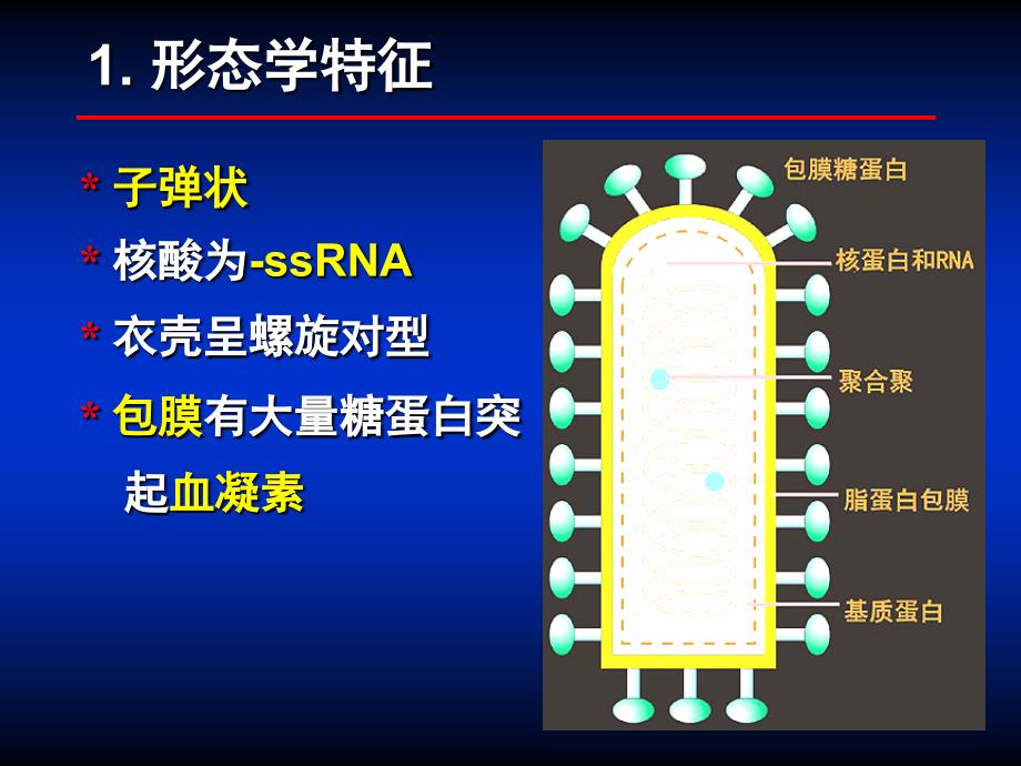 第34章其他病毒1_第4页