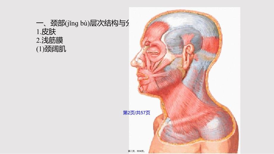 1112颈部123实用教案_第2页