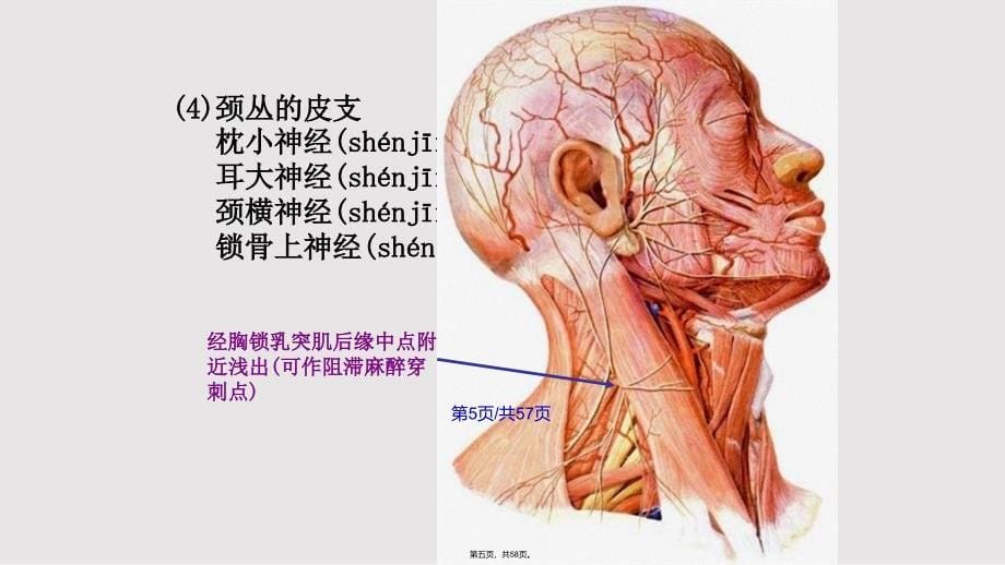 1112颈部123实用教案_第5页