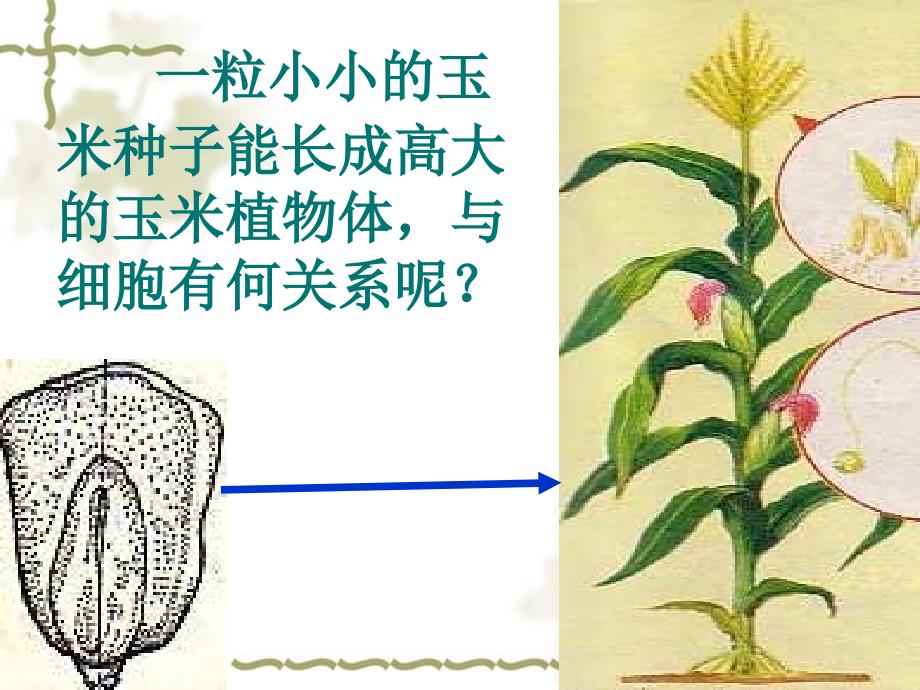 第一节细胞通过分裂产生新细胞_第2页