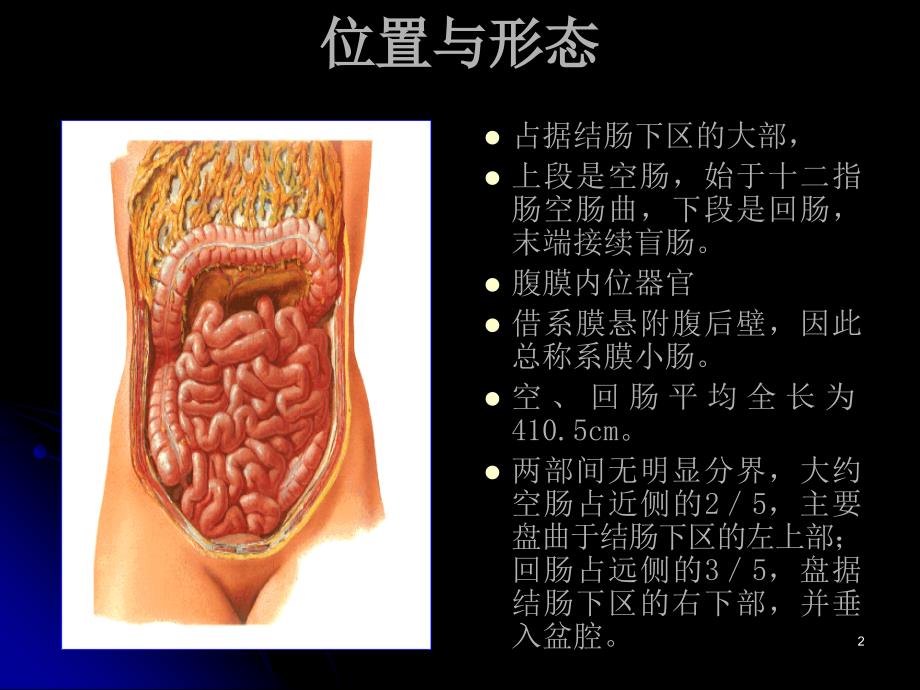 部分小肠结肠_第2页