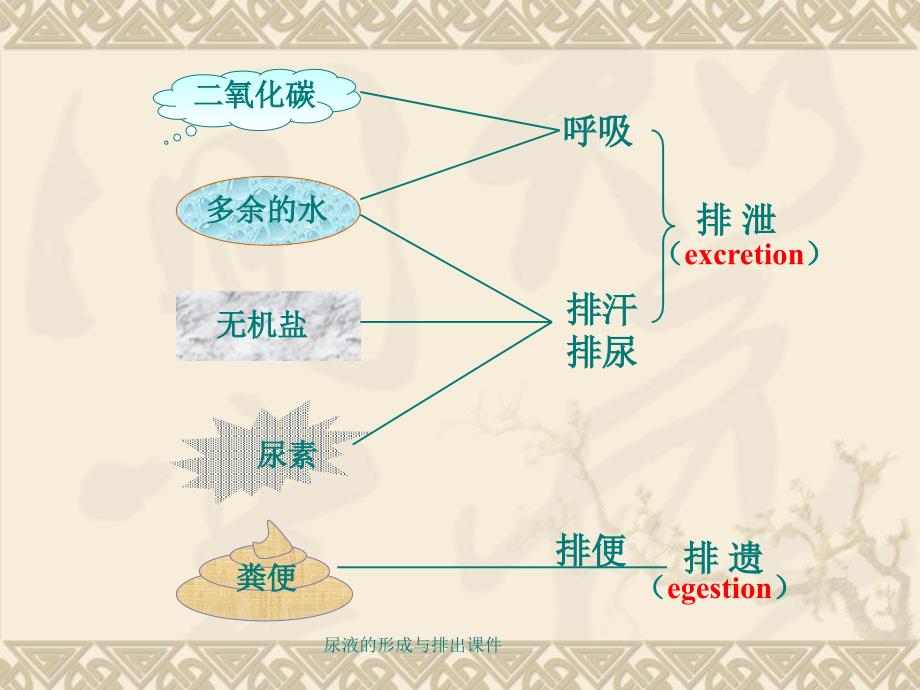 尿液的形成与排出课件_第2页