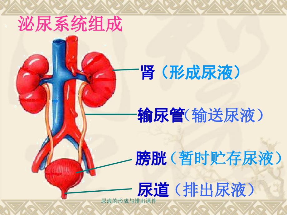 尿液的形成与排出课件_第4页