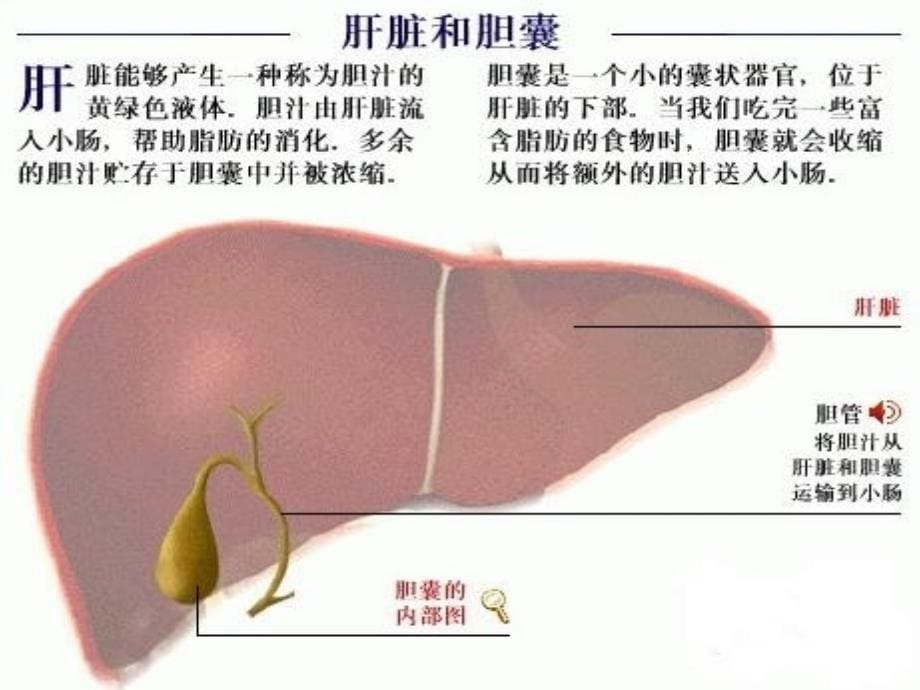 腹腔镜下胆囊切除术的手术配合_第5页