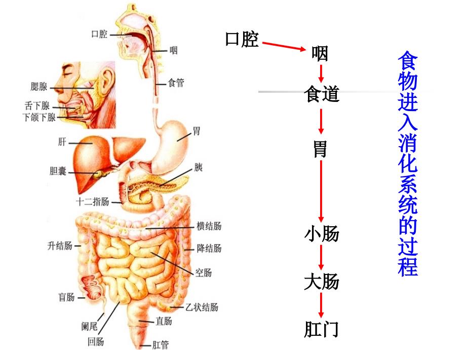 食物的消化与吸收_第4页